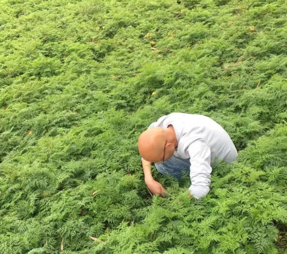 川芎种植户迎来丰收：技术指导助力走出困境