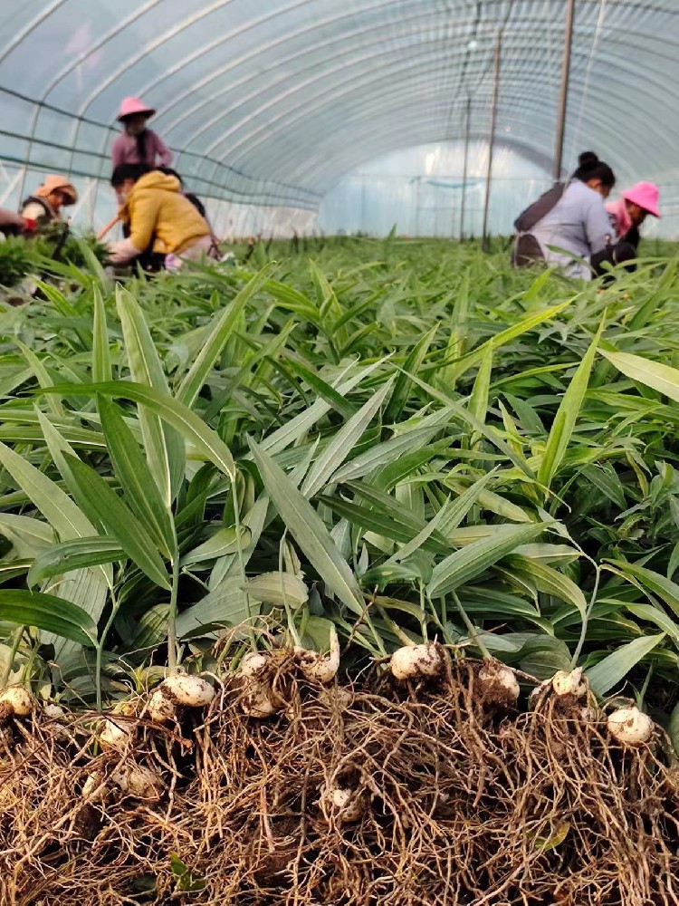 中药材种植黄精规范化栽培技术