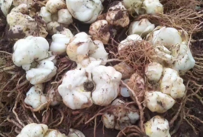 百合近期产区正值产新季节！货源整体走销顺畅行情坚挺
