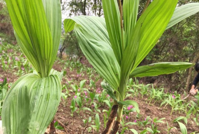 种植中药材有风险吗？