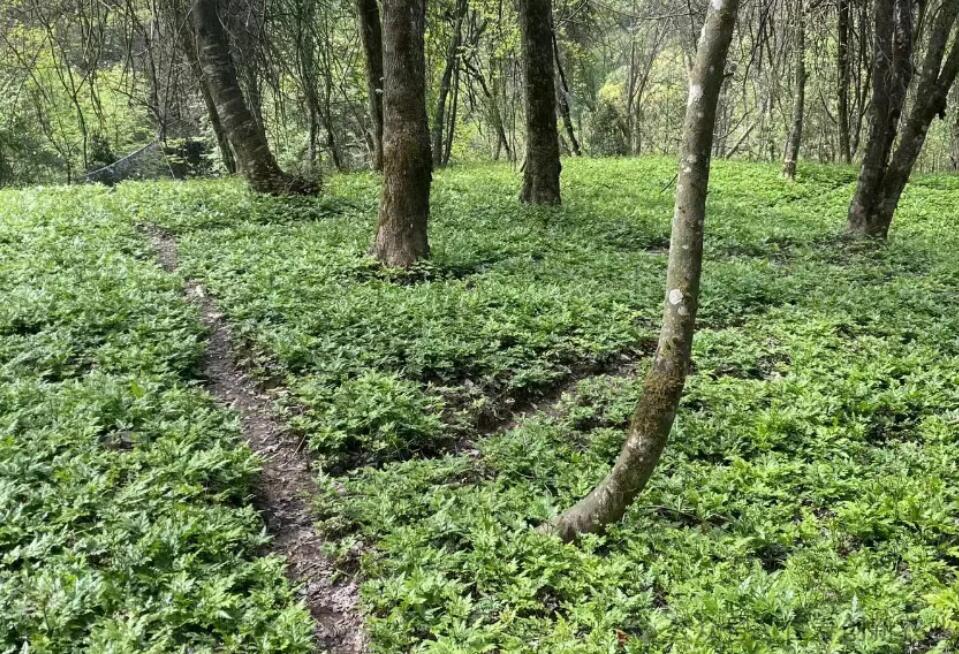 中药材种植前景怎么样？