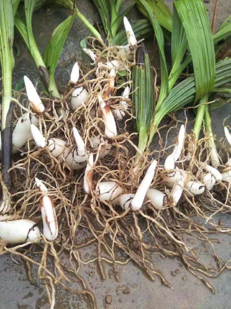 阳春三月好时光，中药材种植正当时